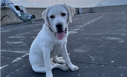 米兰milantiyu-给“毛孩子”吃好点，为什么难成好生意？